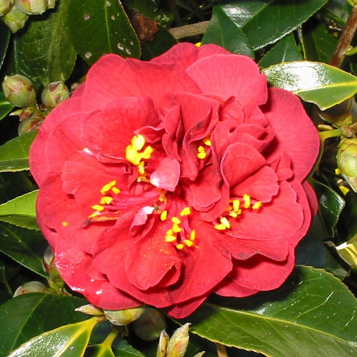 Camellia Maroon and Gold
